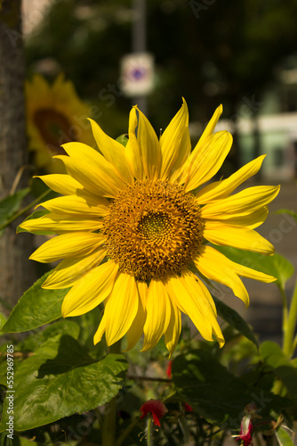 Sunflower in the field