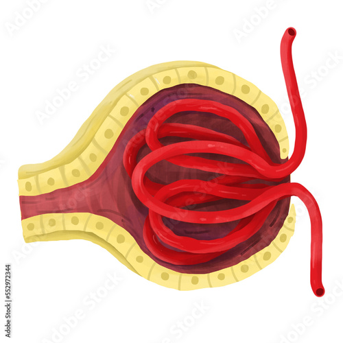 The glomerulus at of a nephron in the kidney. photo