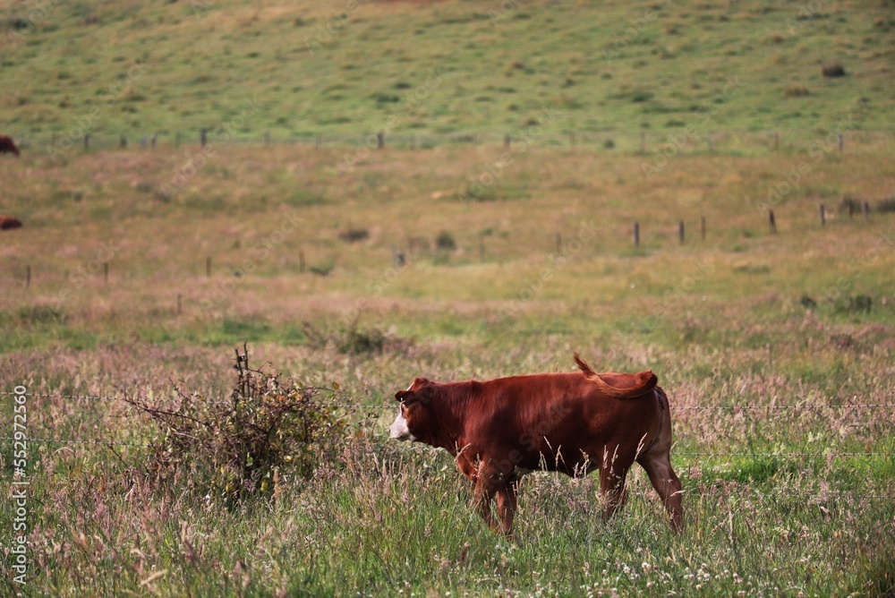 Cow with green grass background Cow with green grass background