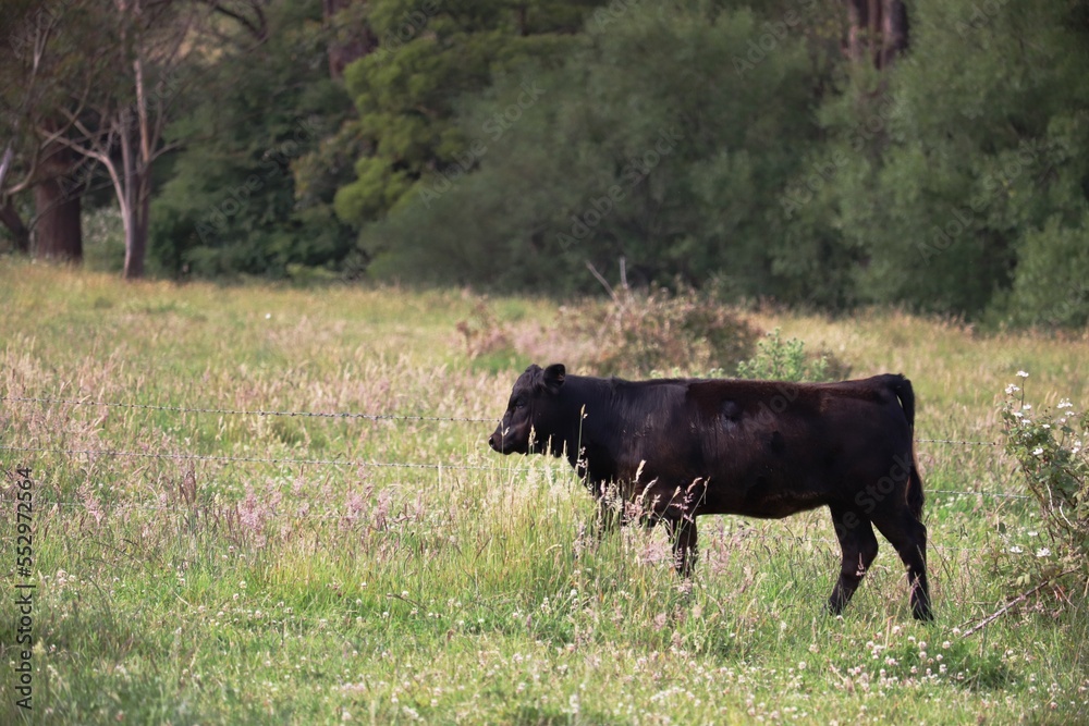 Fototapeta premium Cow with green grass background