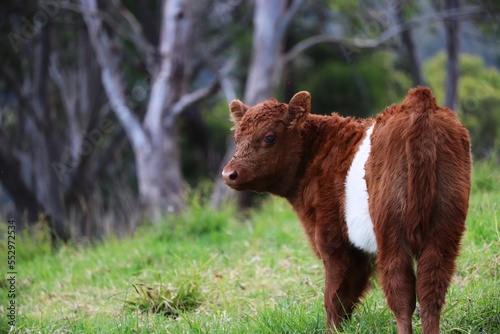 Brown and white belted galloway calf photo
