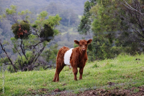 Brown and white belted galloway calf photo