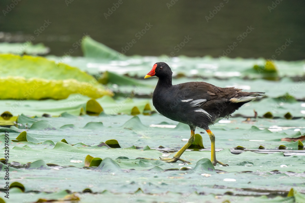 Close-up of a sitting / standing common moorhen with green backgorund Close-up of a sitting / standing common moorhen with green backgorund