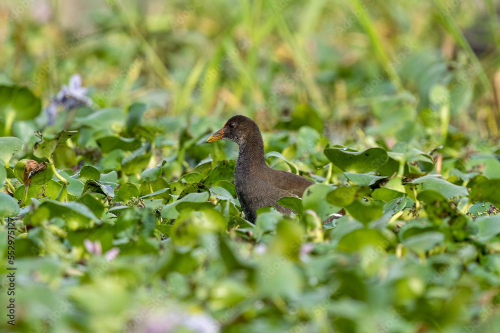 Close-up of a sitting / standing common moorhen with green backgorund Close-up of a sitting / standing common moorhen with green backgorund