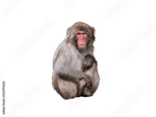 Fotografi japanese monkey sitting isolated on white background