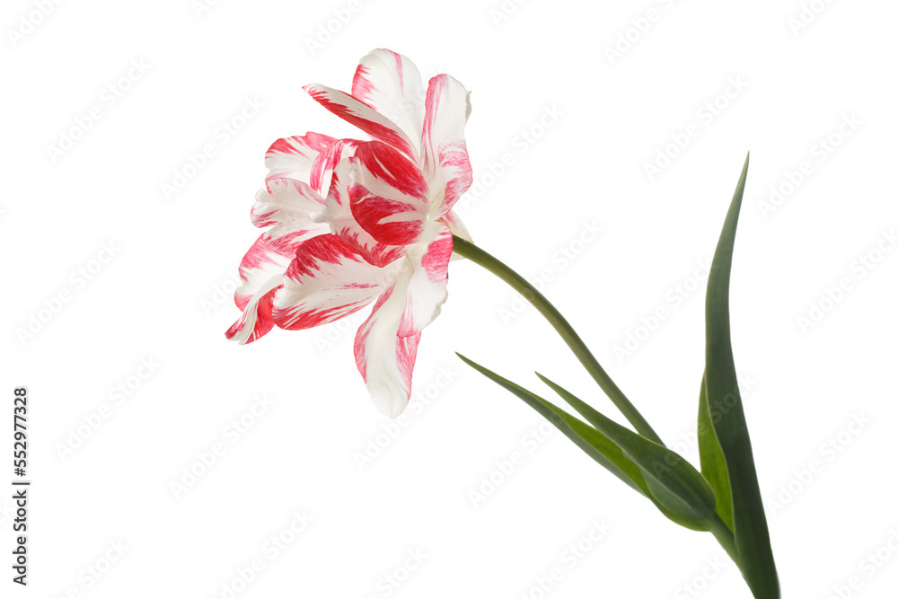 Red-white tulip flower isolated on white background.