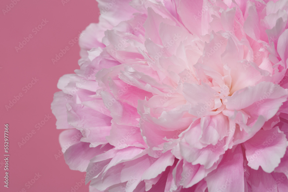 Soft pink peony flower isolated on pink background.