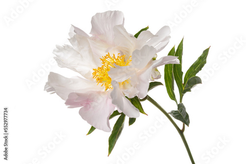 Delicate pinkish simple shape peony flower isolated on white background.