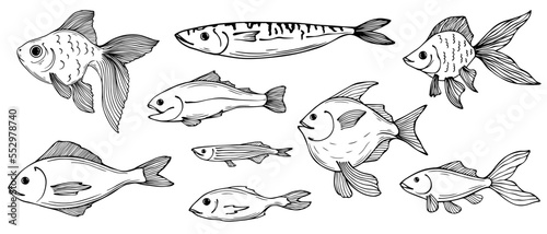 Set of linear sketches of various fish.Vector graphics.