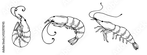 Set of linear sketches of shrimp.Vector graphics.