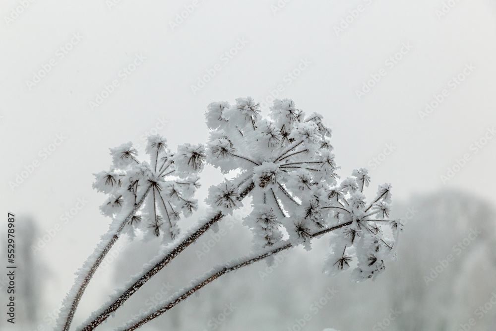 Cow parsley (Anthriscus sylvestris) covered with frost, natural winter decoration.