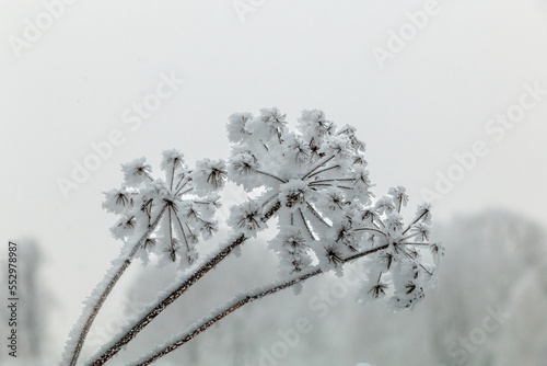 Cow parsley (Anthriscus sylvestris) covered with frost, natural winter decoration. © Gatis
