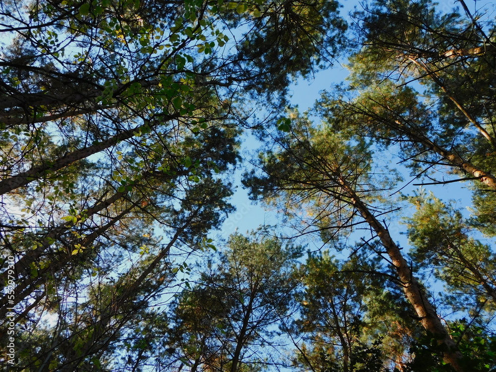 Treetops in the forest rising to the blue sky Treetops in the forest rising to the blue sky