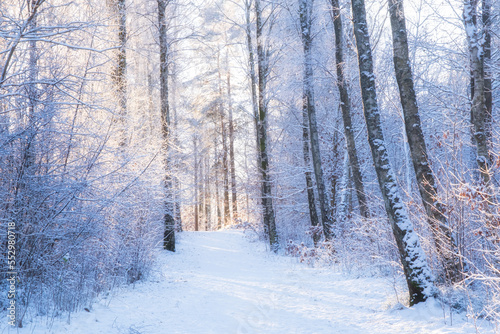 Winter wonderland in sweden . Walkway through forest with snow covered trees and brigh sunlight