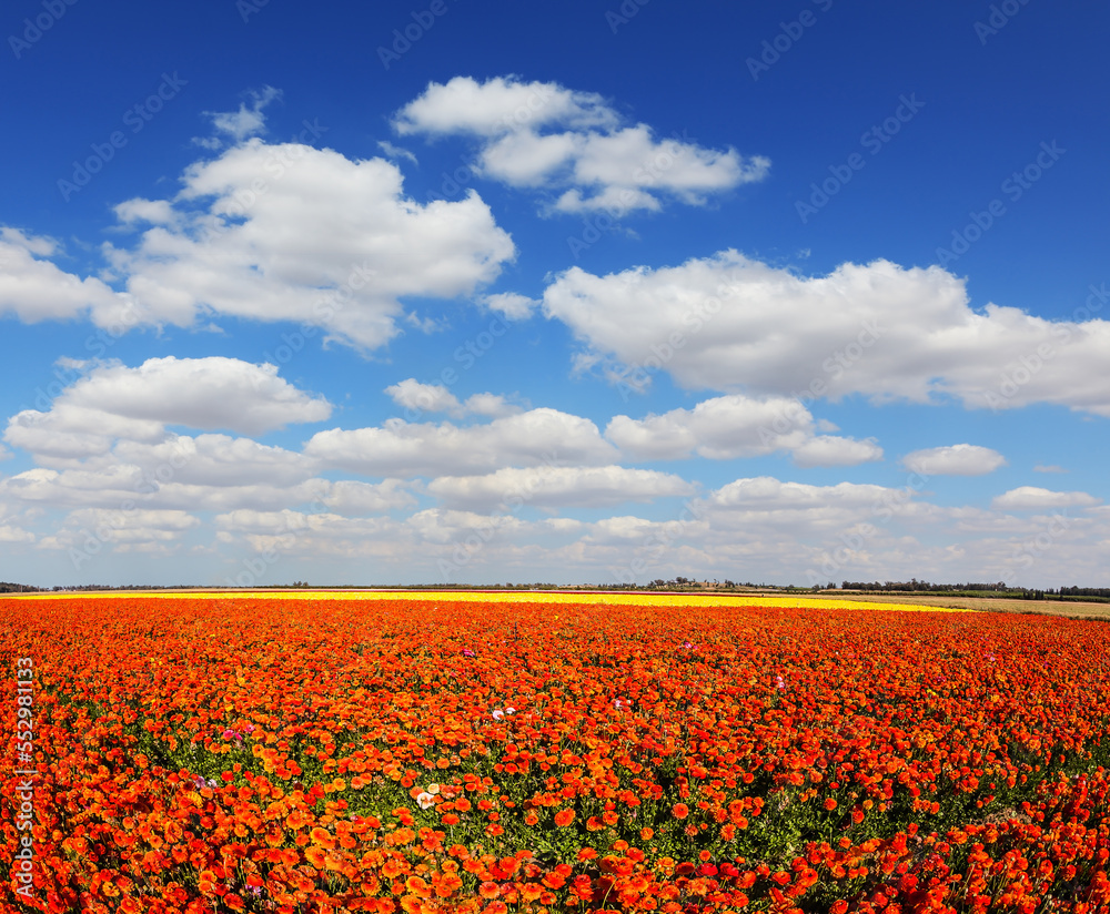 The field of buttercups - ranunculus
