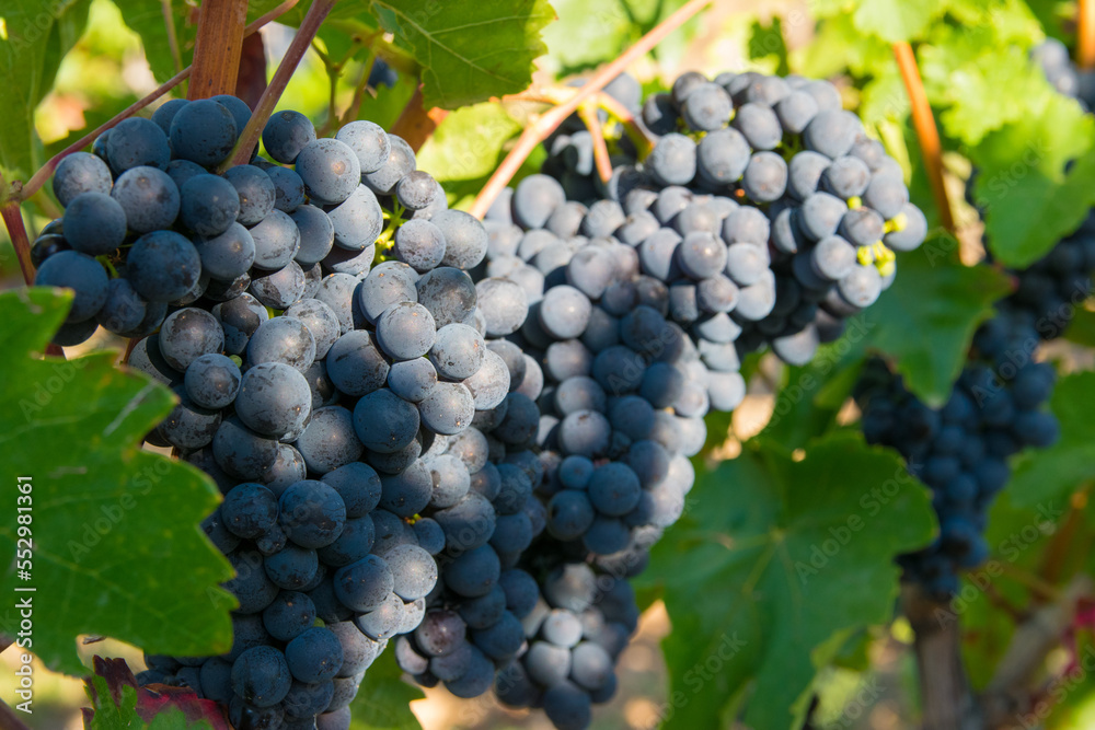 Large bunches of red wine grapes in vineyard.