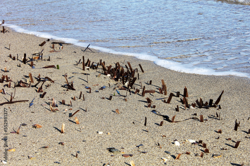Fototapeta premium algues sur la plage