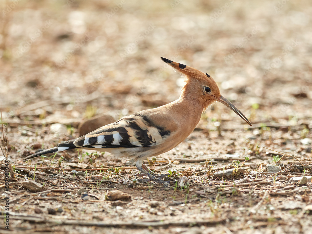 Common Hoopoe in a natural environment. Upupa epops Common Hoopoe in a natural environment. Upupa epops