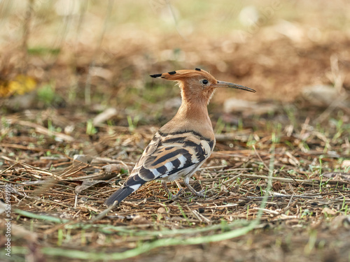 Common Hoopoe in a natural environment. Upupa epops