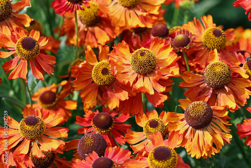 Orange sneezeweed flowers in close up photo