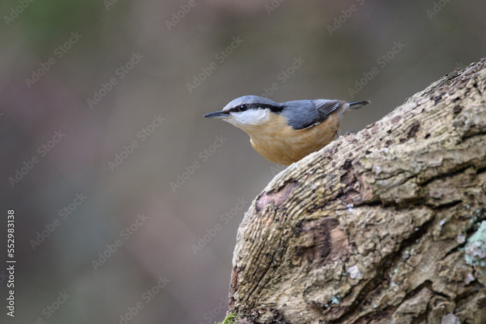 bird, natur, wild lebende tiere, tier, grossartig, baum, bird, natur, wild lebende tiere, tier, grossartig, baum,