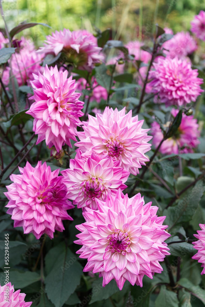 Decorative Dahlias Daylight Garden