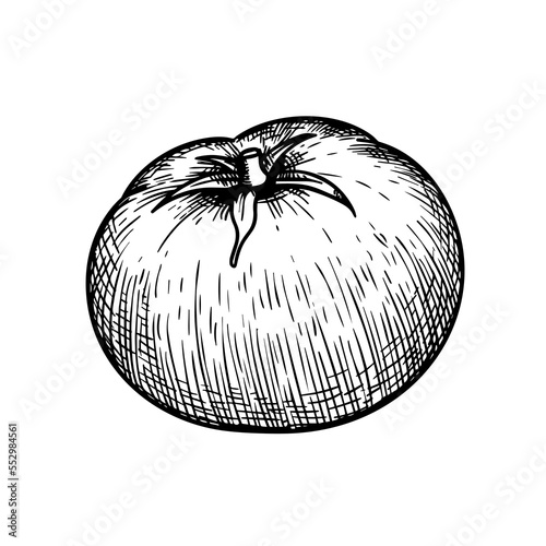 Hand drawn sketch style whole tomato. Best for tomato themed designs in retro vintage style. Organic vegetable vector illustration.