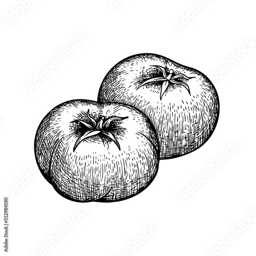 Hand drawn sketch style whole tomatoes. Best for tomato themed designs in retro vintage style. Organic vegetable vector illustration.