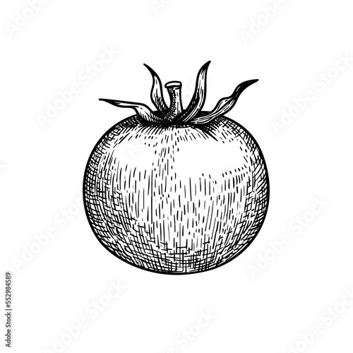 Hand drawn sketch style whole tomato. Best for tomato themed designs in retro vintage style. Organic vegetable vector illustration.