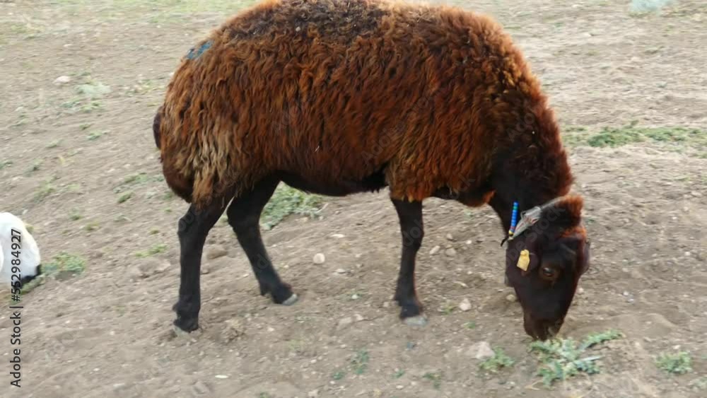 black sheep and white sheep getting together, flock of sheep, flock of sheep in the field, black sheep and white sheep getting together, flock of sheep, flock of sheep in the field,