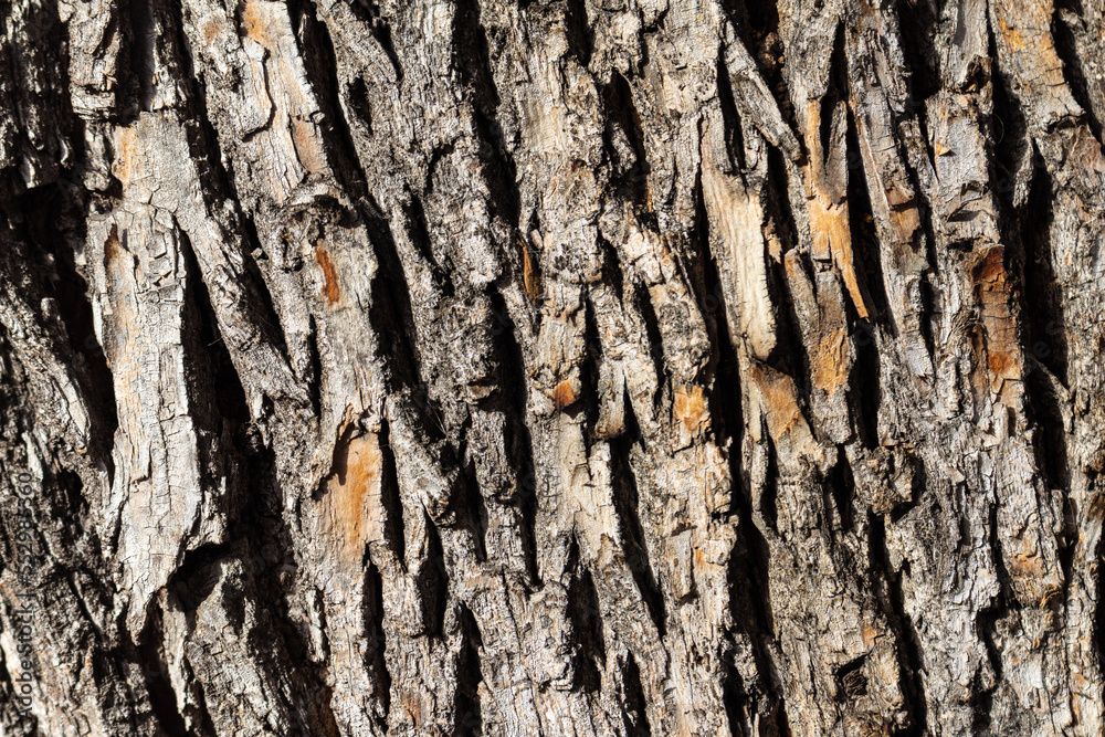 Obraz premium Abstract texture of wooden bark