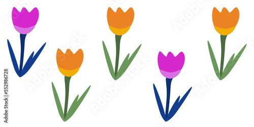illustrazione seamless senza cucitura di piantine di tulipano in fiore su sfondo trasparente photo