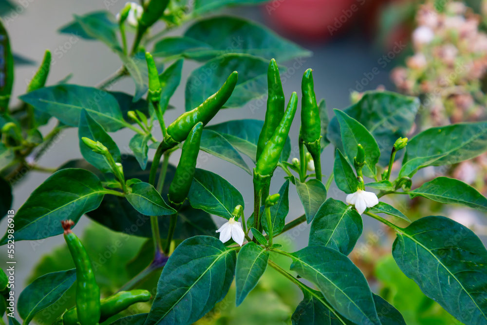 small green chillies also known as Capsicum annuum (chilli peppers) and Capsicum frutescens growing on tree. small green chillies also known as Capsicum annuum (chilli peppers) and Capsicum frutescens growing on tree.