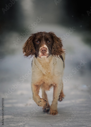 Obraz na płótnie english springer spaniel