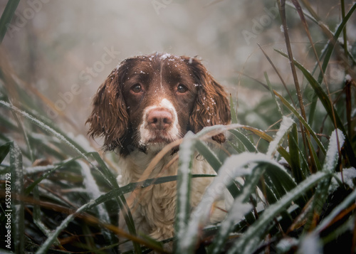 dog in grass photo