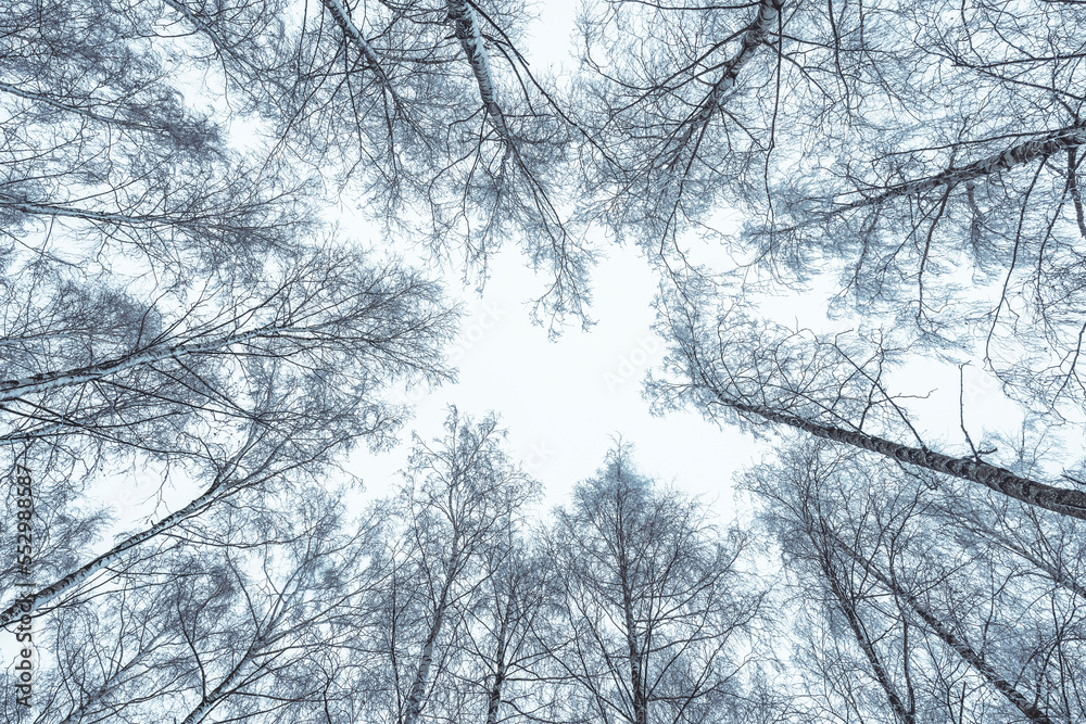 Obraz premium The tops of birch trees covered with hoarfrost