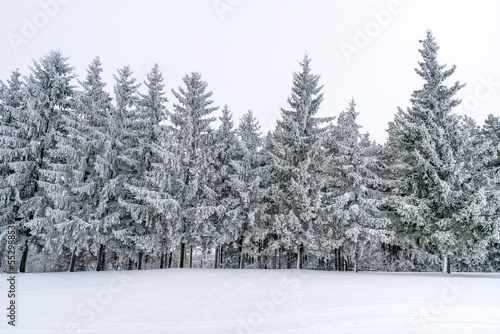 Group of frosty spruce trees in snow © graja