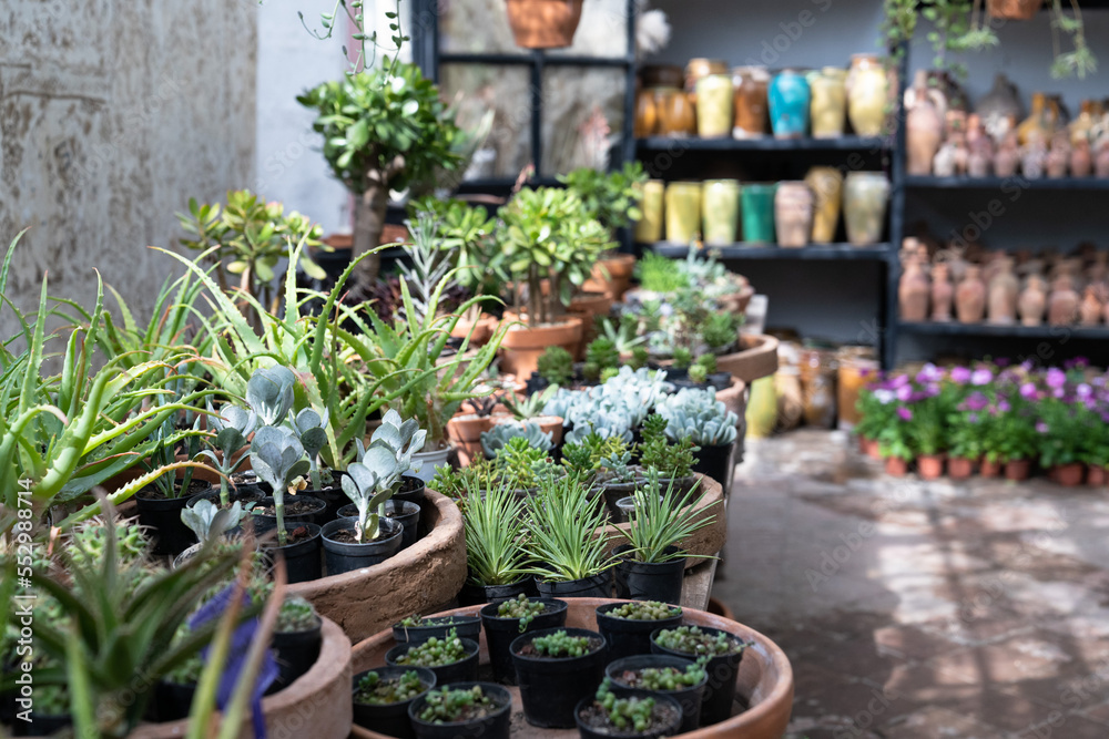 Plant shop with houseplants potted succulents on table in foreground and glass vases on shelf near concrete wall. Sale of sprouts and seeds for home greenhouses or apartment interior decoration 