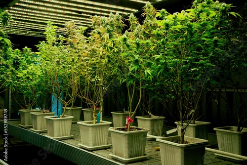 A garden of cannabis plants with gratifying full grown buds under lights in curative indoor medicinal cannabis farm. Marijuana indoor farm in grow facility for high quality medicinal cannabis photo