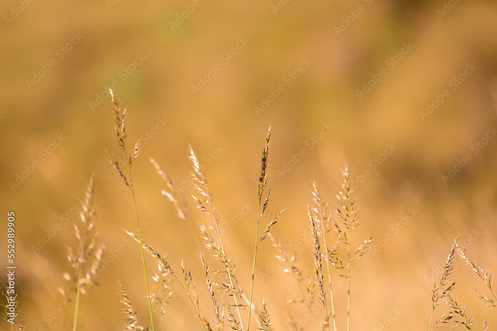 Beautiful soft focus of mountain grass, stalks blowing in the wind at golden sunset light, blurred mountain on background, with copy space ,Nature grass concept Beautiful soft focus of mountain grass, stalks blowing in the wind at golden sunset light, blurred mountain on background, with copy space ,Nature grass concept