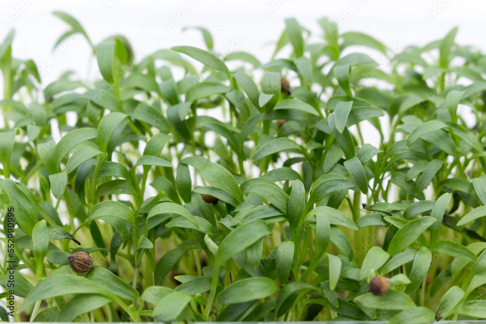 Fresh cilantro seedlings in plastic container. Growing micro greens coriander sprouts. Young microgreens. Fresh cilantro seedlings in plastic container. Growing micro greens coriander sprouts. Young microgreens.