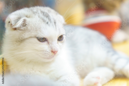 white and gray Scottish cat Close-up with blurred background