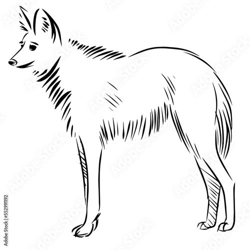 maned wolf line illustration isolated on white
