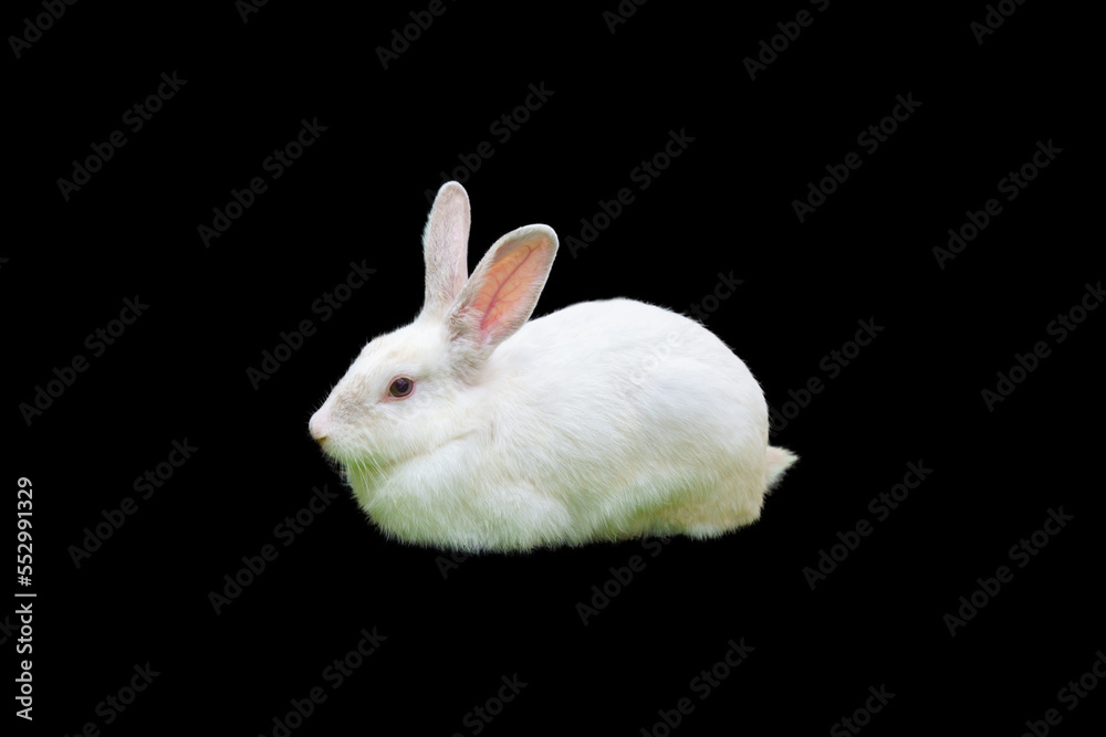 White rabbit close up with black background. isolate White rabbit close up with black background. isolate