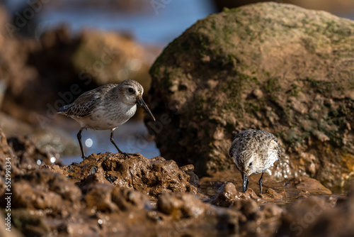 Dunlin, Calidris alpina, Inezgane, Morocco. photo