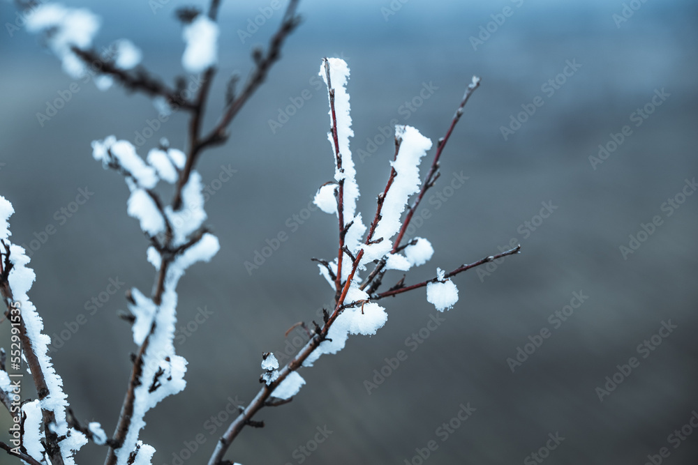 Obraz premium first frosts on tree branches