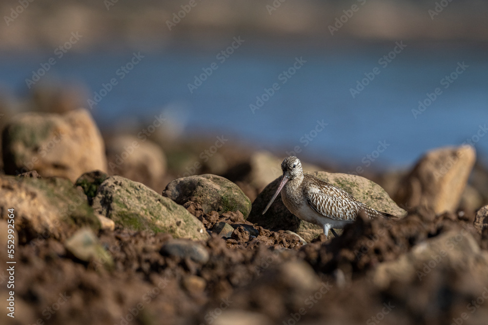 Bar-tailed godwit, Limosa lapponica, Morocco