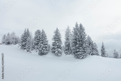 Weihnachtsbäume in einer verschneiten Winterlandschaft in Tirol