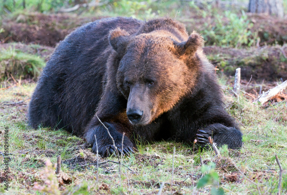 View of brown bear