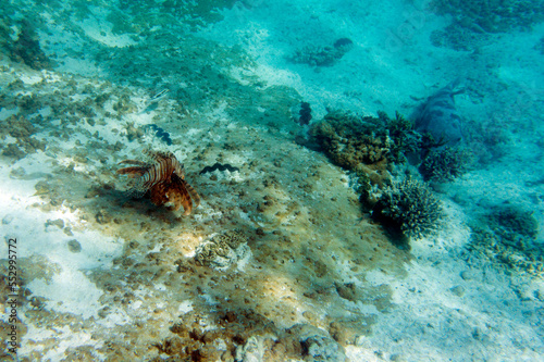 View of red lionfish in the sea